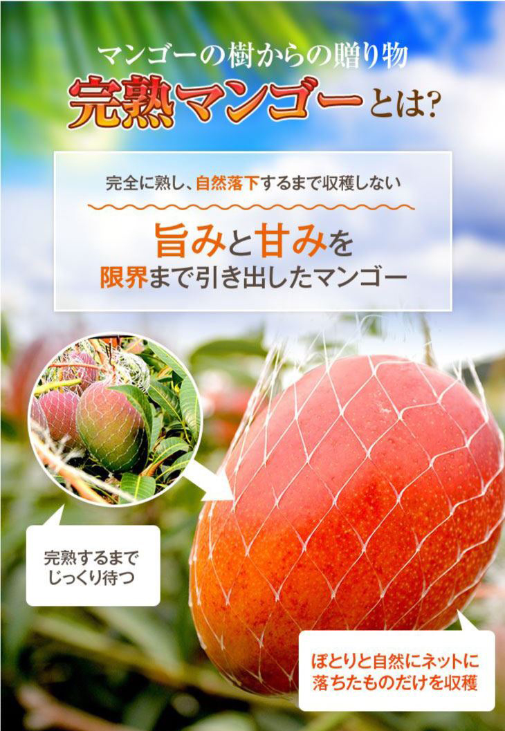 9月中旬頃より順次発送】2026 宮崎完熟マンゴー 秀品-通常玉（青秀