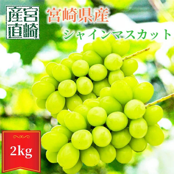 10月上旬頃より順次発送】宮崎県産 シャインマスカット 約2kg 3〜4房