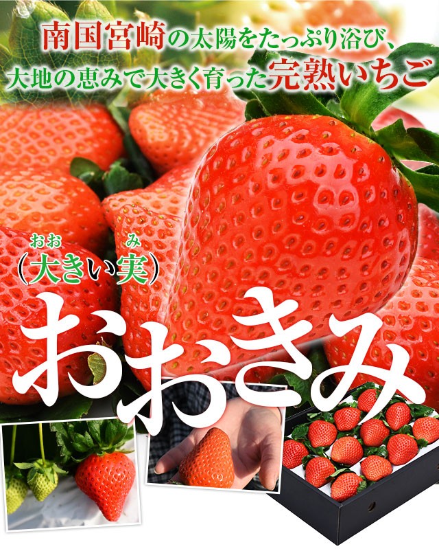 期間限定‼️超特大‼️ 新鮮朝採りいちご momoさんが かんちゃん農園 の 【5周年限定】新鮮朝採り！かん