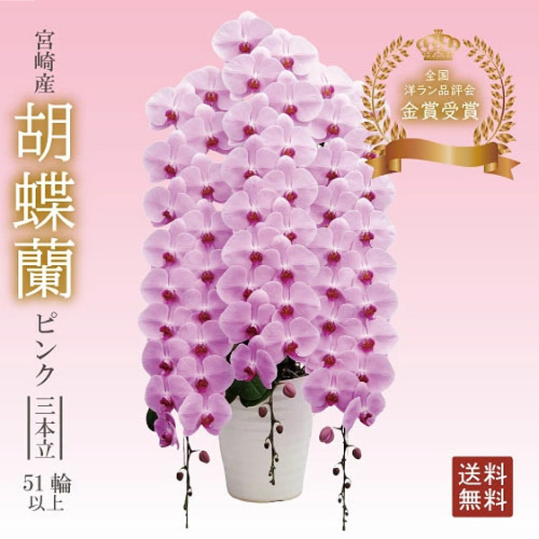 胡蝶蘭 ピンク 3本立 51輪以上 ギフト 送料無料 宮崎産 開店祝い