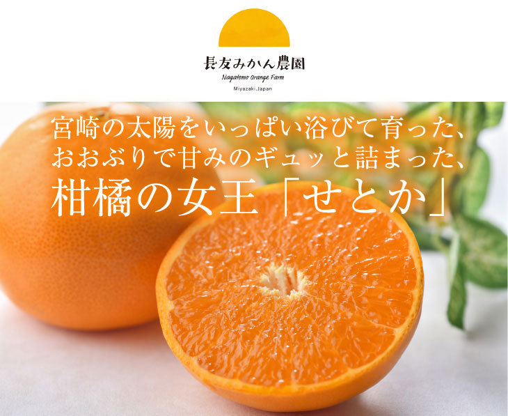3月下旬以降順次発送】宮崎県産 せとか 10玉 3kg 化粧箱入り 3月下旬以降順次発送】宮崎県産 せとか 10玉 3kg 化粧箱入り