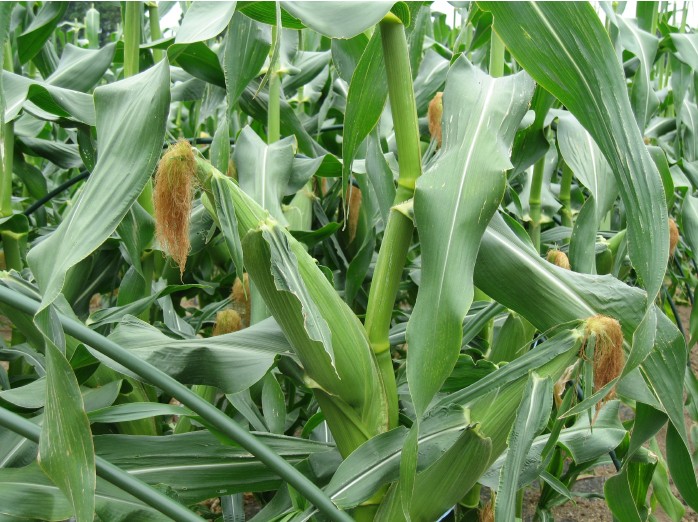 宮崎県産ゴールドラッシュ