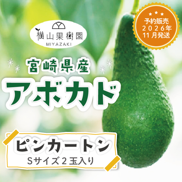 予約販売 2026年11月発送】宮崎産アボカド「ピンカートン」Sサイズ