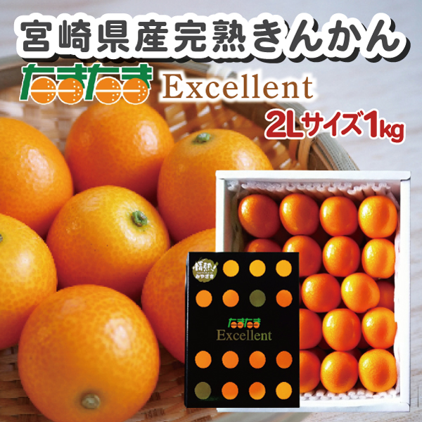 宮崎県産完熟金柑(たまたま）2Ｌ箱込み5キロ 2026年3月上旬以降順次発送】宮崎県産 完熟きんかん〈たまたま