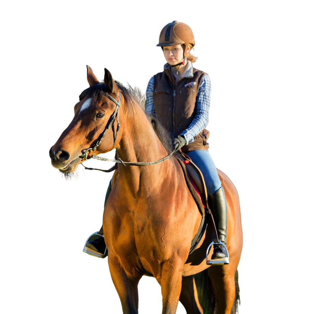 トミーヒルフィガーエクエストリアン　乗馬ベルト　乗馬　ベルト　乗馬用品　馬術　馬 トミーヒルフィガー 乗馬ベルト 乗馬 ベルト 乗馬用品 馬術 馬