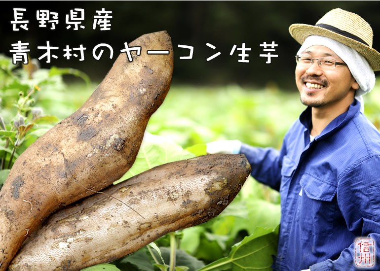 長野県産ヤーコン生芋 約5kg 産地直送 収穫時期12月10日頃から出荷開始