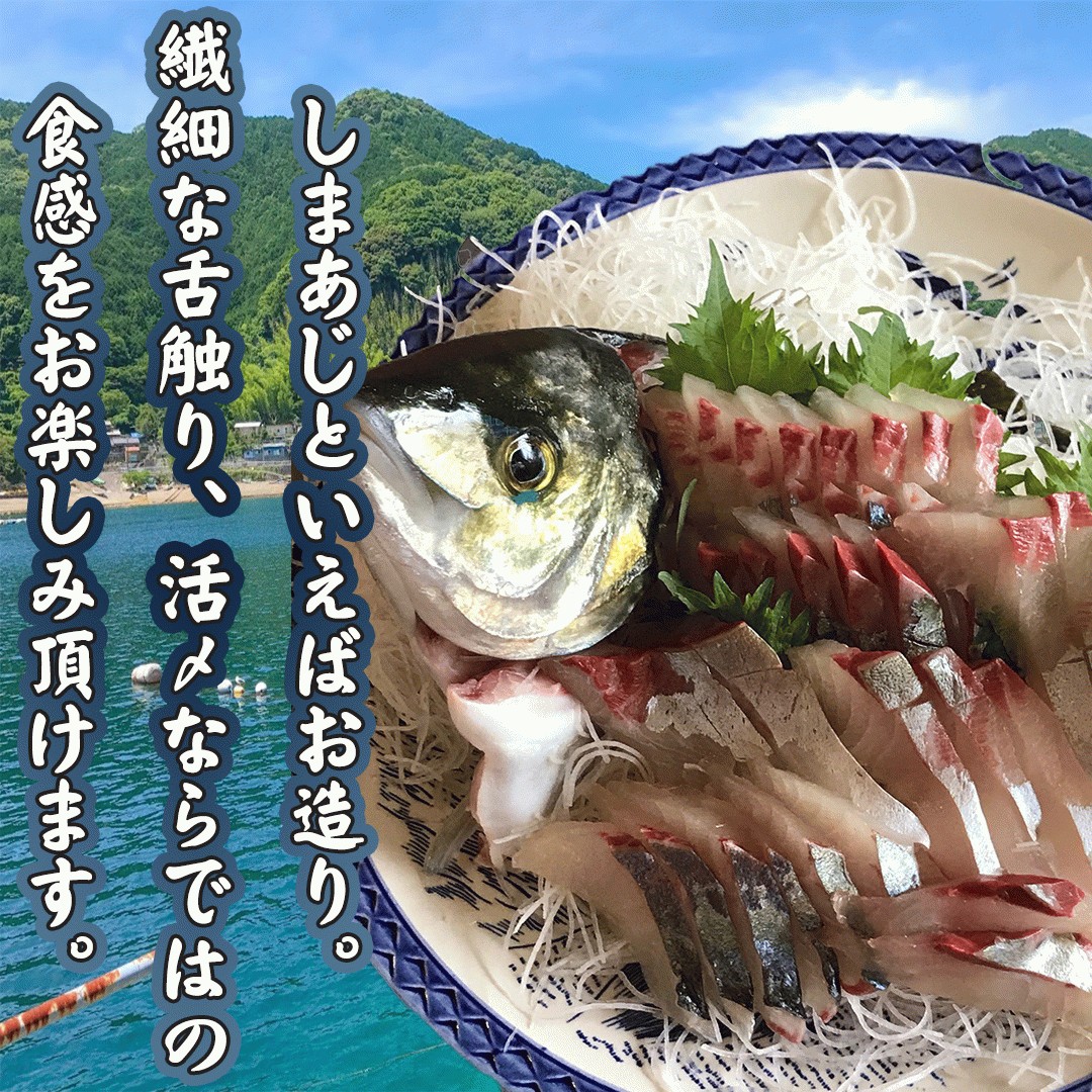 お刺身に！ 熊野しまあじ シマアジ 送料無料 活締め お造り お寿司 ご