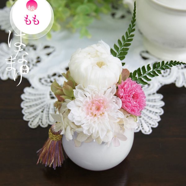 白菊 ピンクの小菊 桃