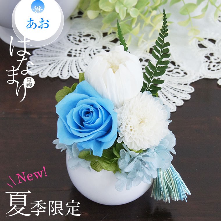 白菊 ブルーローズ 蒼