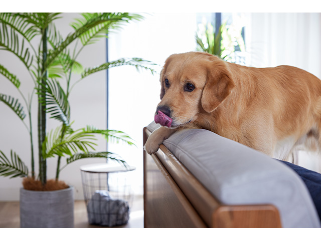 Pet friendly sofa cover