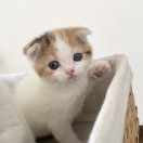 犬猫用品