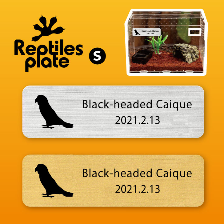 レプタイルズ プレート Sサイズ 【 ズグロシロハラインコ 】ケージ 水槽 レプタイルボックス 虫かご用 銘板 名札 ネームプレート パルダリウム テラリウム