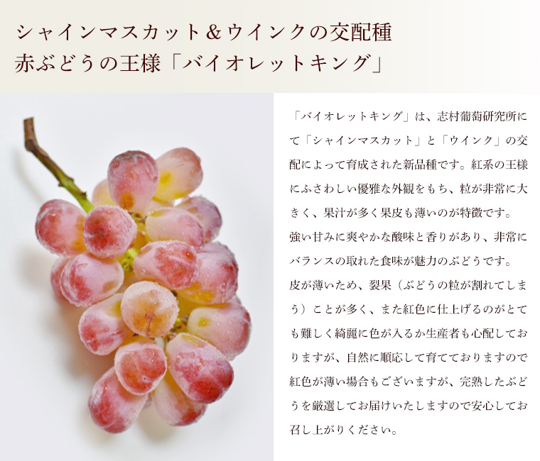 バイオレットキング説明