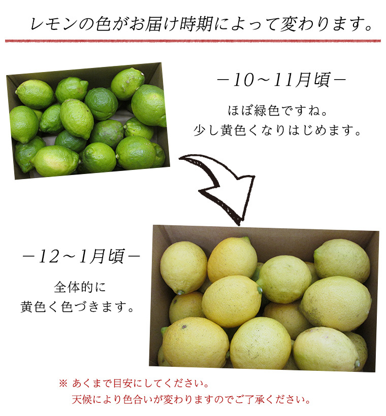 レモン2.5ｋｇ 愛媛産 Ａ品・サイズ混合 国産 栽培期間中農薬化学肥料