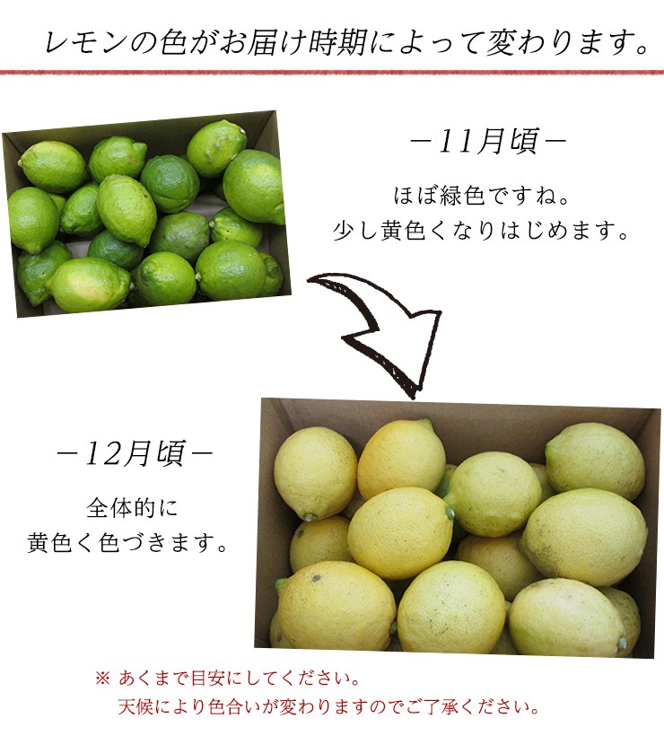 有機レモン３ｋｇ・神奈川県小田原産有機栽培（有機ＪＡＳ）秀品【送料無料】 | オーガニック | 02