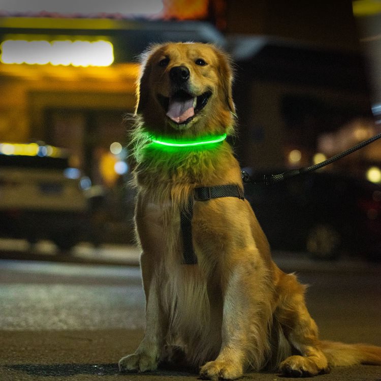 犬 猫 首輪 おしゃれ かわいい 光る ライト カラー 白 USB 充電コード 2点セット 小型犬 中型犬 大型犬｜mobilebatteryampere｜22