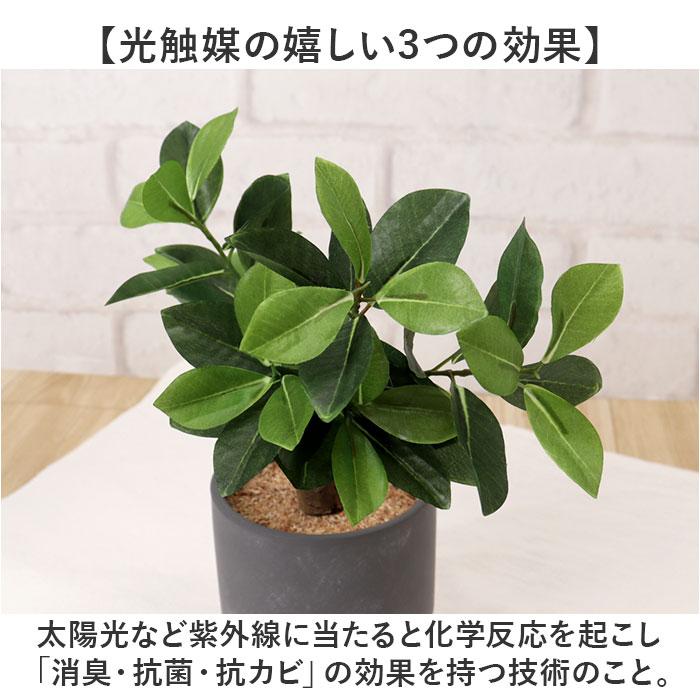 光触媒 フェイクグリーン 通販 観葉植物 人工...の詳細画像3