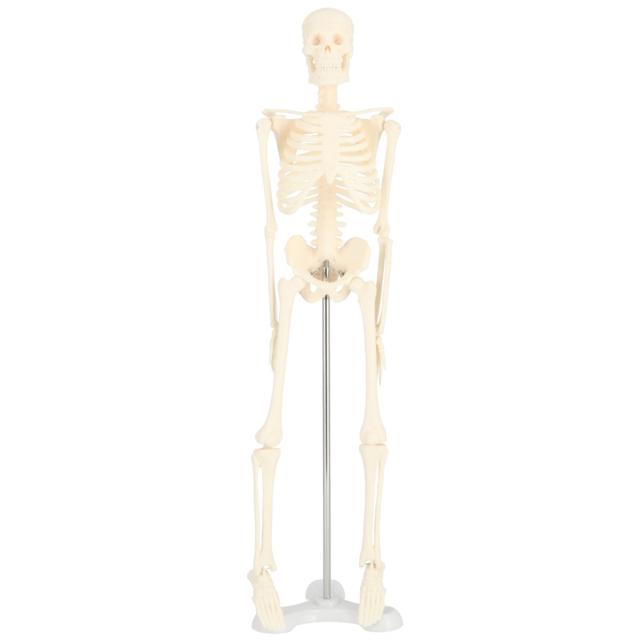 人体模型 通販 人体骨格模型 骨格模型 人体骨格標本 骨格標本 全身骨格 骸骨 置物 45cm 1/4 模型 人体モデル 稼動 直立 教育用 教材 ハロウィン おもちゃ｜moccasin｜02