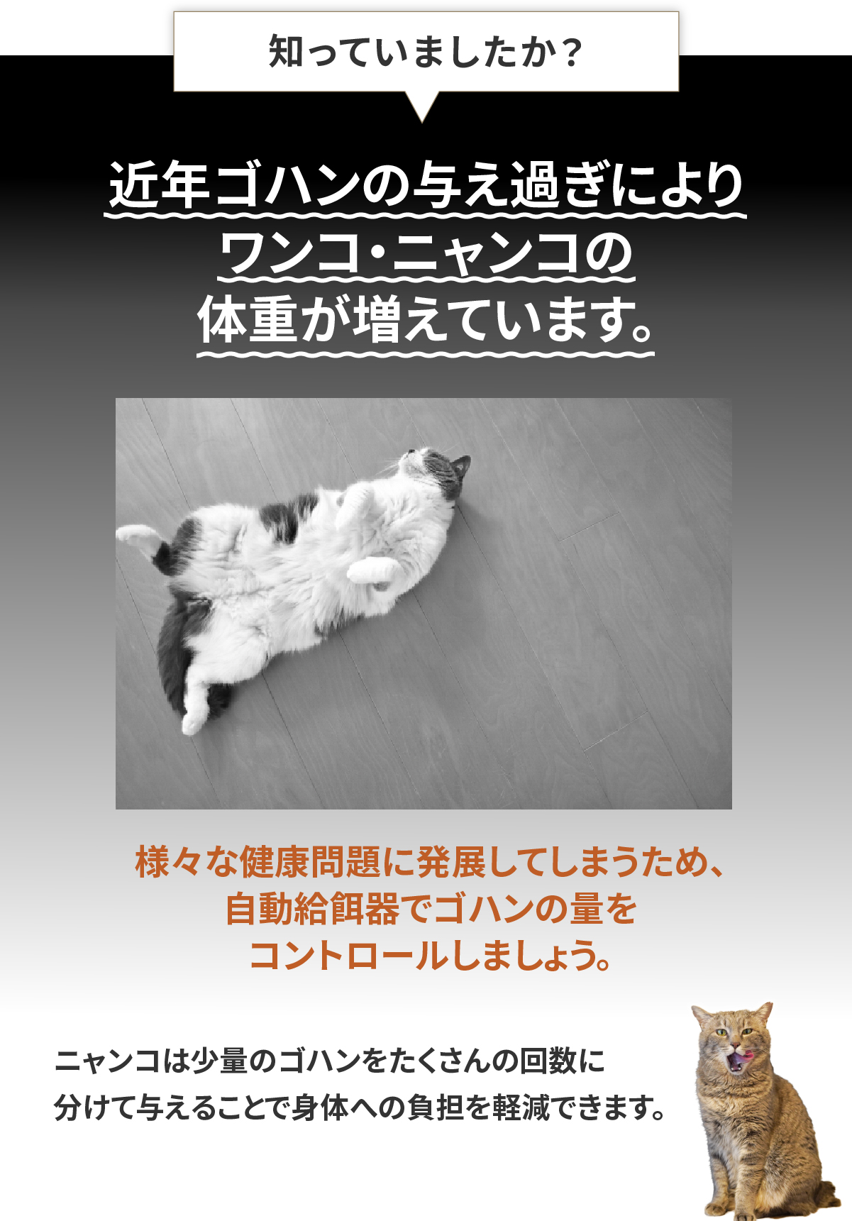 自動給餌器 猫 2匹