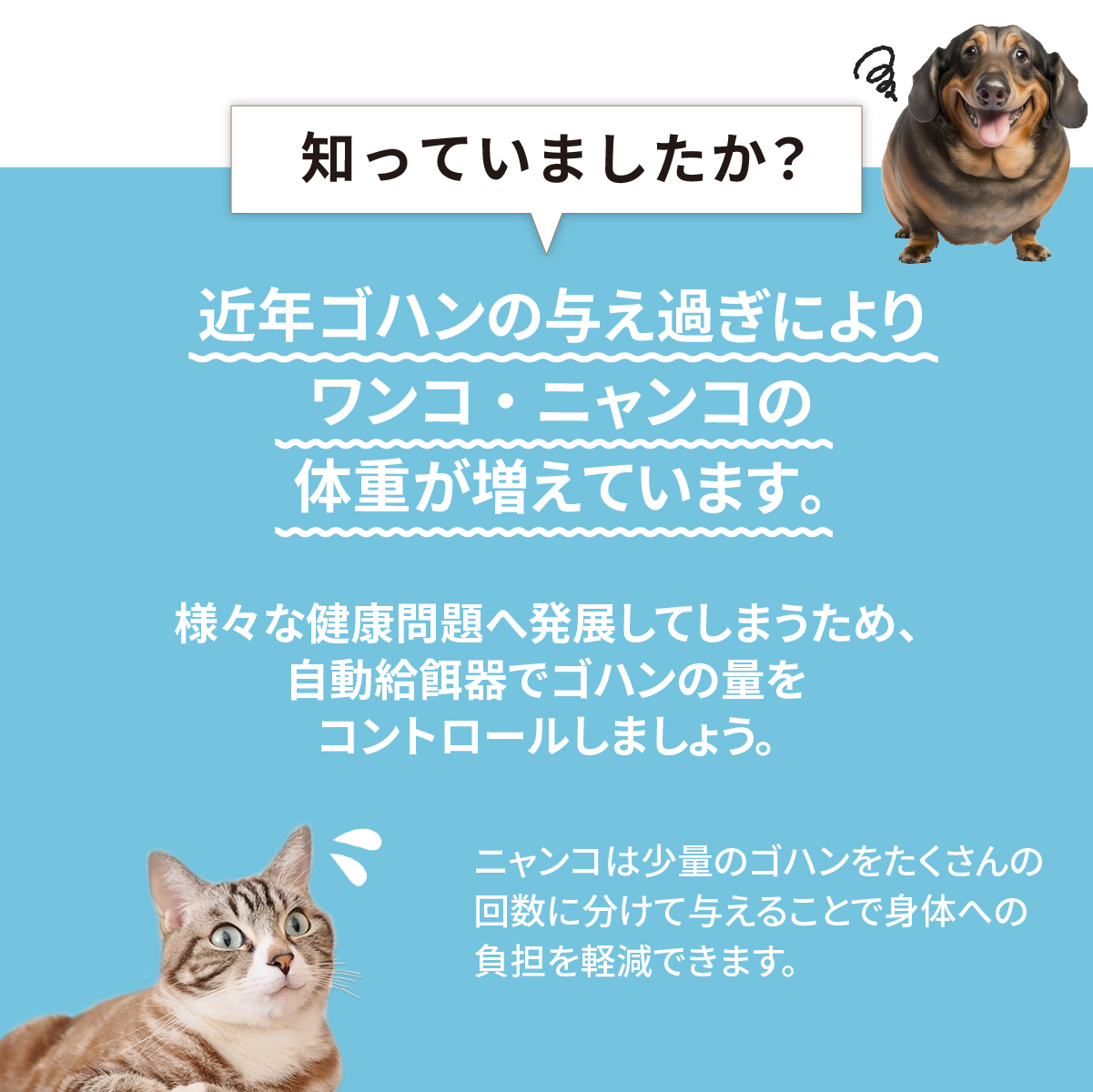 自動給餌器 猫 2匹