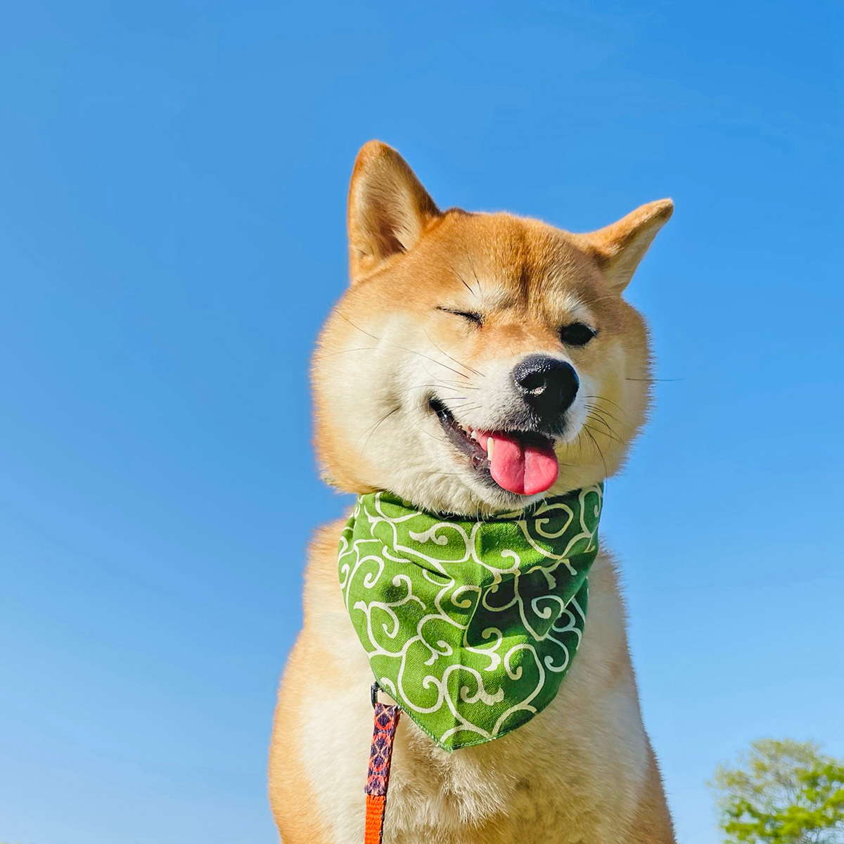 濱文様 わんにゃんバンダナ 唐草もよう グリーン 20686 : モフタス  