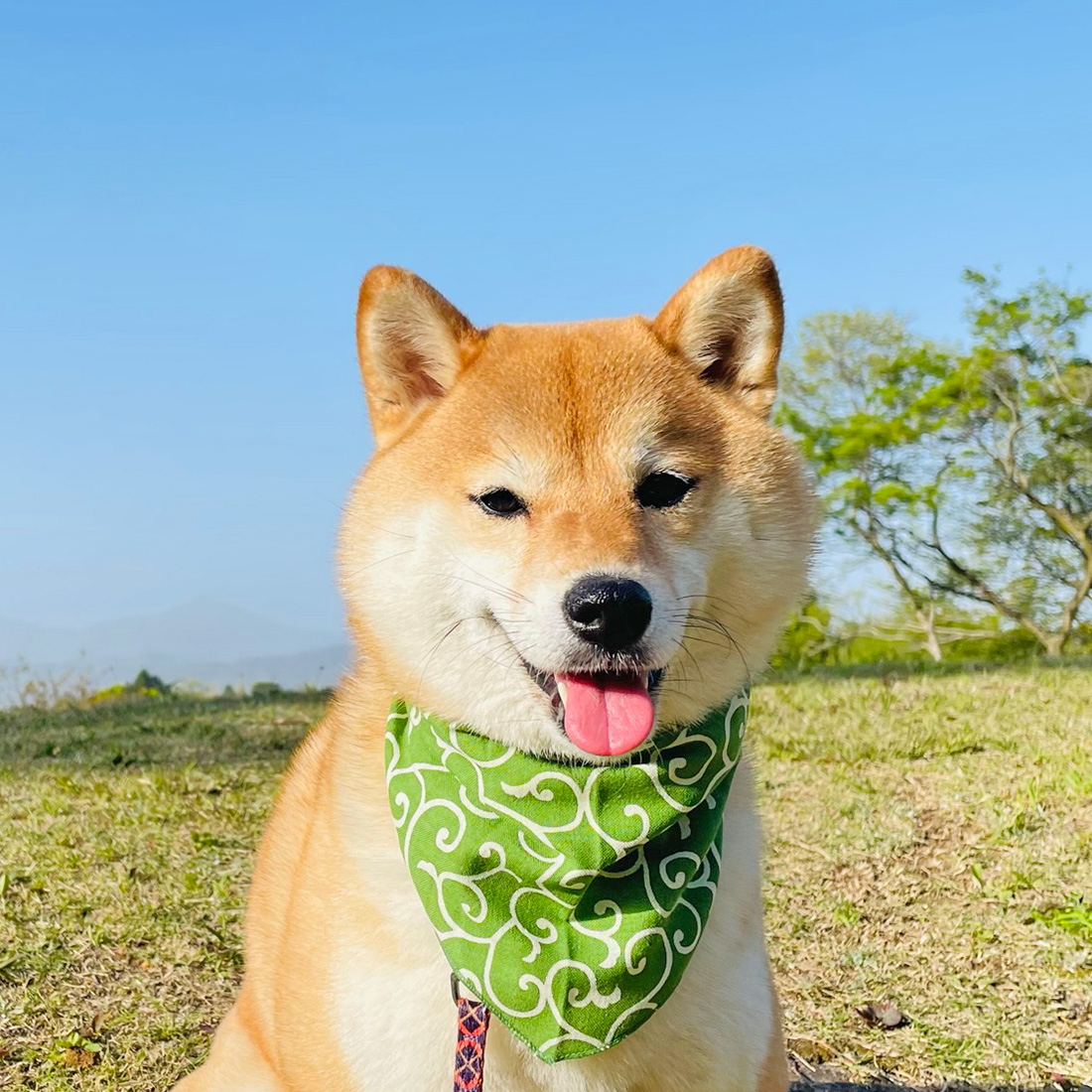 濱文様 わんにゃんバンダナ 唐草もよう グリーン 20686 : モフタス  
