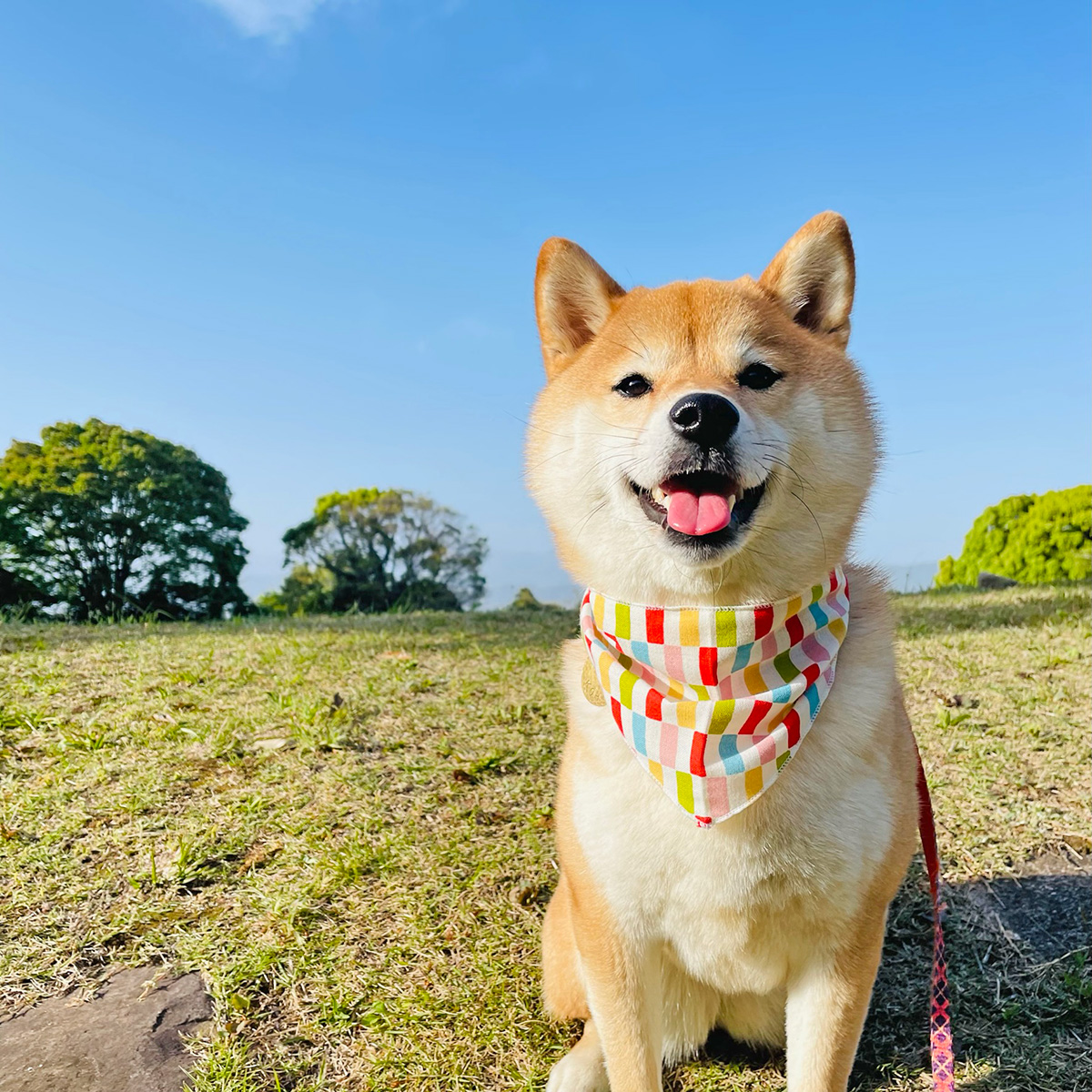 犬服 3S わんこの普段着 シマエナガちゃん - 犬服・アクセサリー