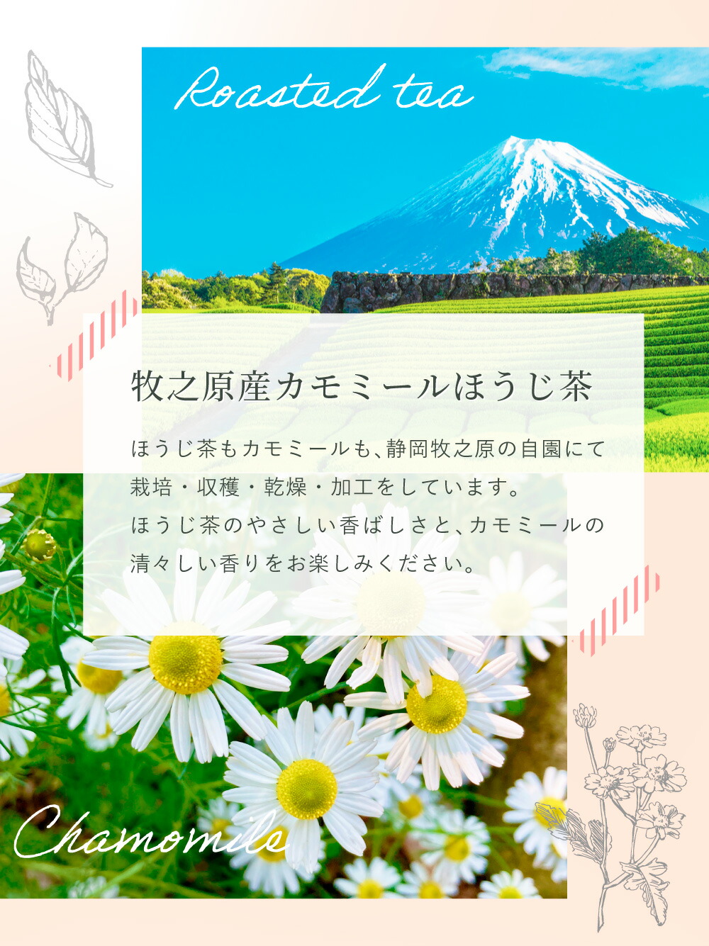 みずたま農園製茶場 カモミール ほうじ茶 ティーバッグ 2.5g×35個
