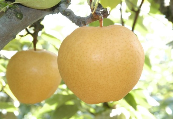 日本代拍: 冈山特产「日本最大级の梨」あたご梨(ジャンボ梨)3个5个