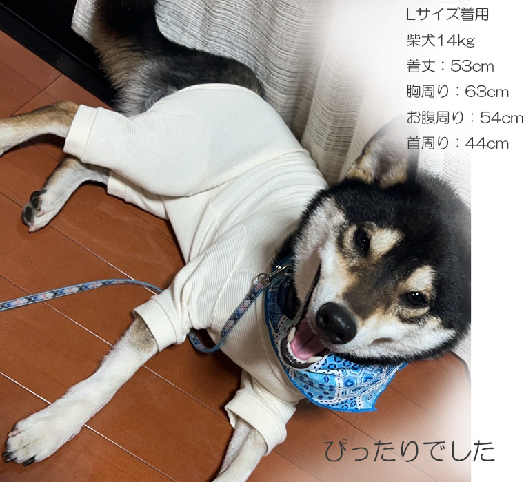 113-dog-5.jpg