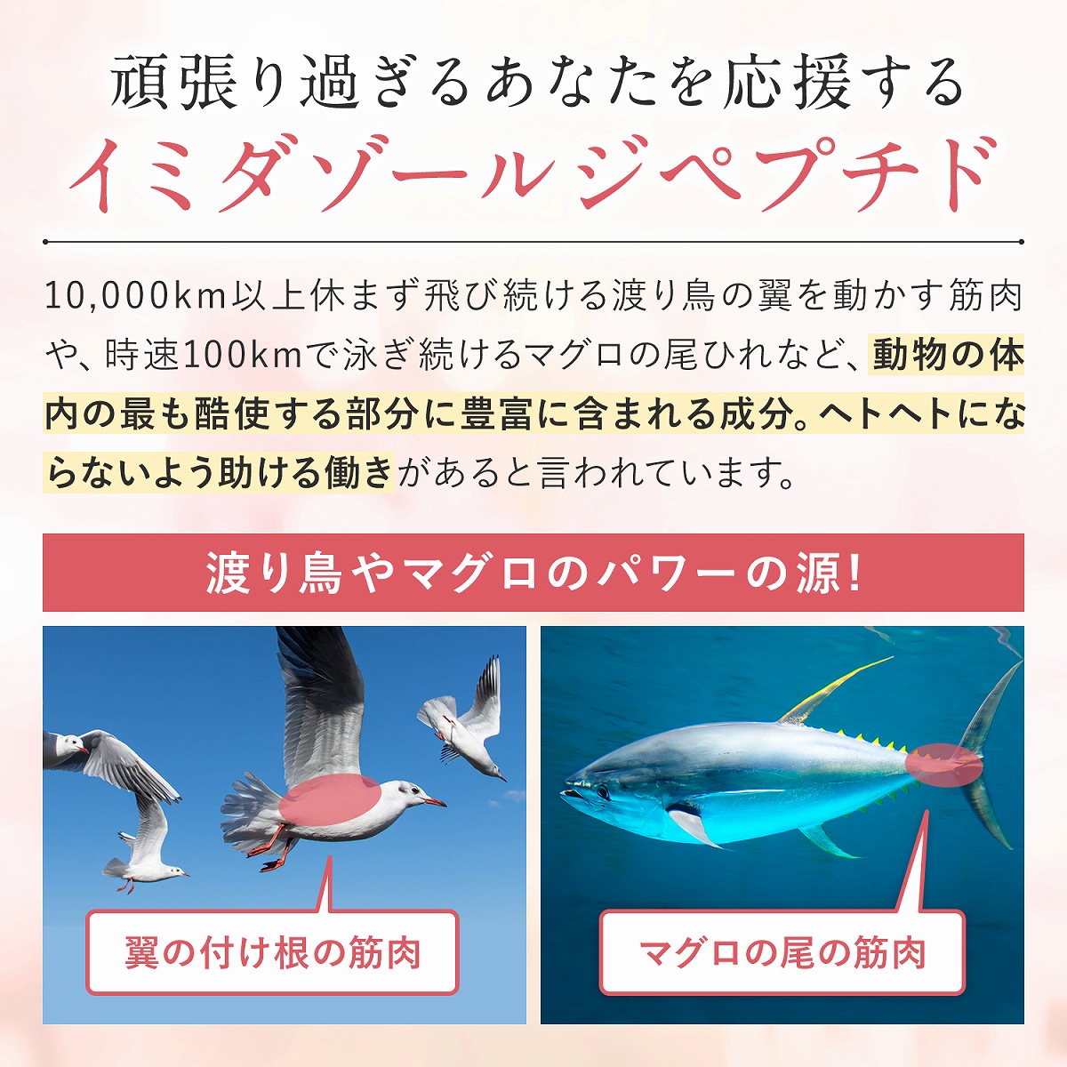 イミダゾールジペプチド サプリ サプリメント 4500mg配合(1袋) 90