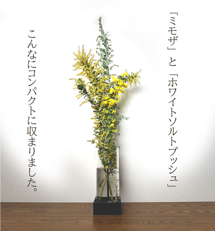 ミモザとホワイトソルトブッシュ