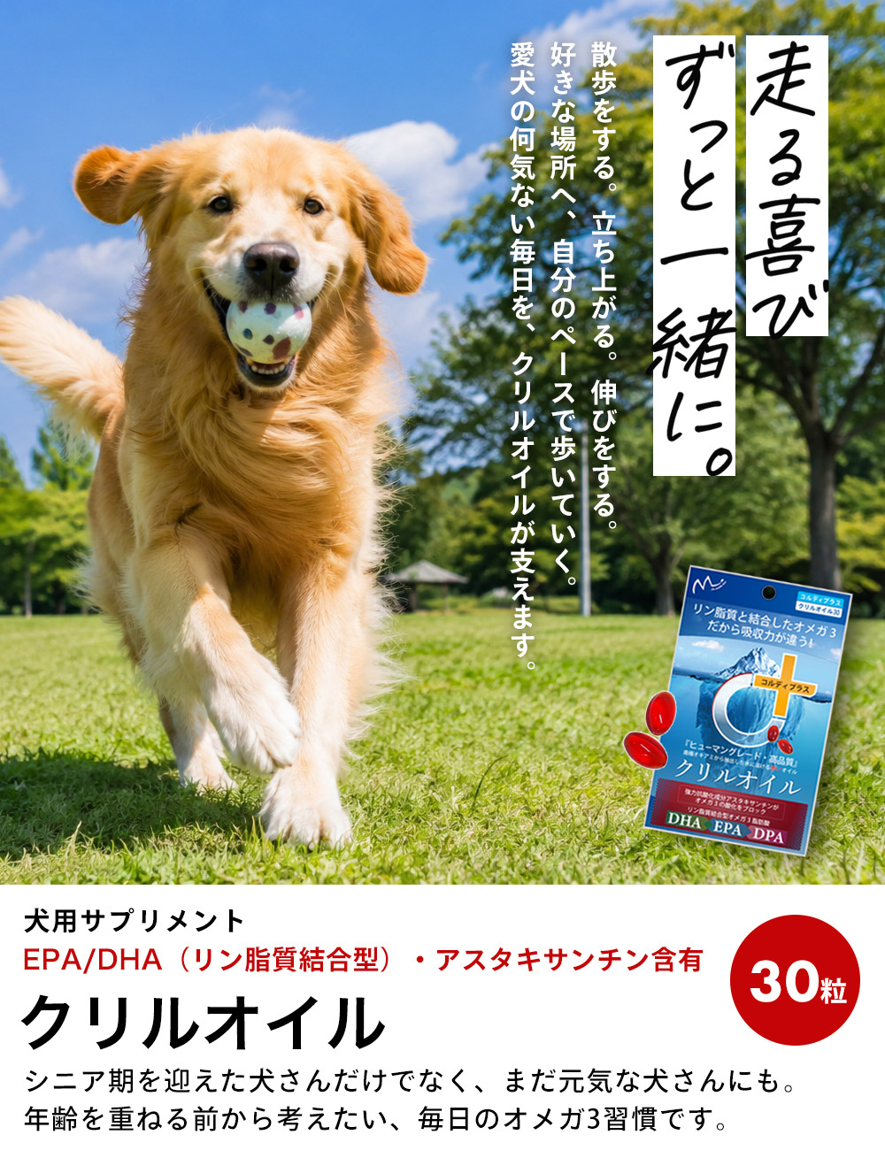 走る喜び、ずっと一緒に。散歩をする。立ち上がる。伸びをする。好きな場所へ、自分のペースで歩いていく。愛犬の何気ない毎日を、クリルオイルが支えます。