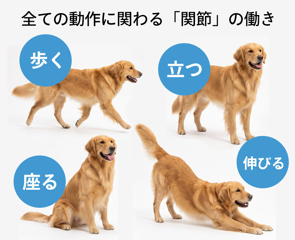 全ての動作に関わる「関節」の働き
