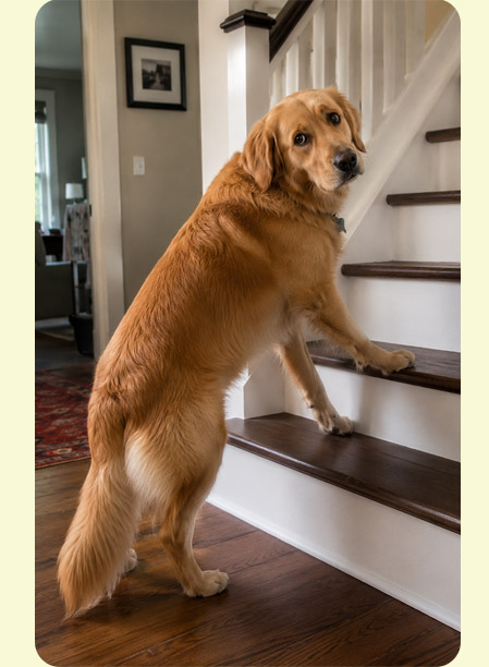 階段の前でためらう犬