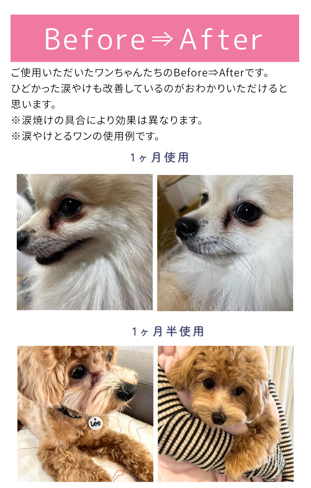 ご使用いただいたワンちゃんたちのビフォアアフターです。ひごかった涙やけも改善しているのがおわかりいただけると思います。※涙焼けの具合により効果は異なります。