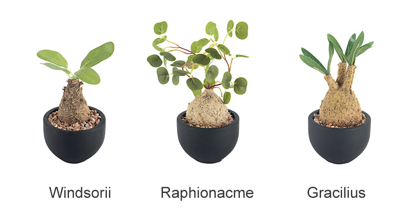 最大級 大株 ガジュマルの木 8号 観葉植物 ガジュマル 多幸の木