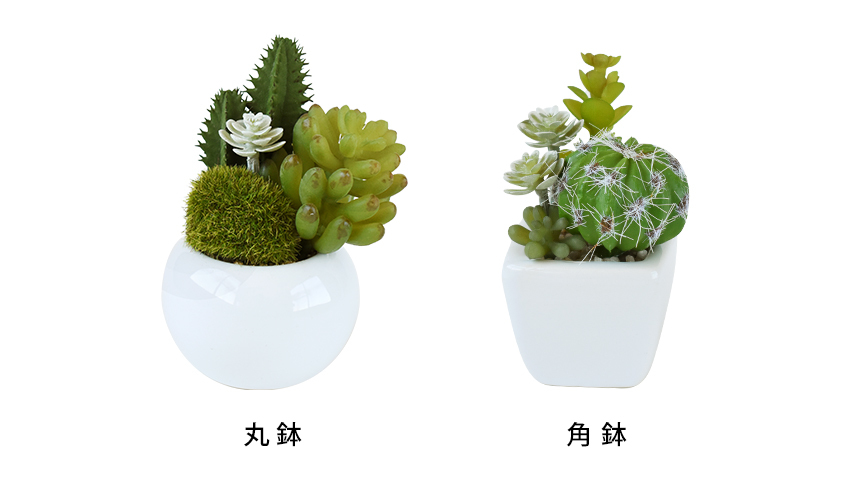キシマ CT触媒 多肉植物 サキュレントリフレリウム ミニサイズ キシマ CT触媒 多肉植物 サキュレントリフレリウム ミニサイズ