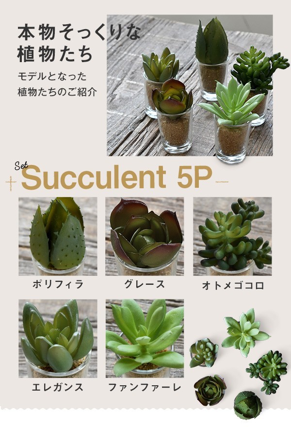 CT触媒 多肉植物 5Pセット リトルサキュレントファミリー ミニサボテン
