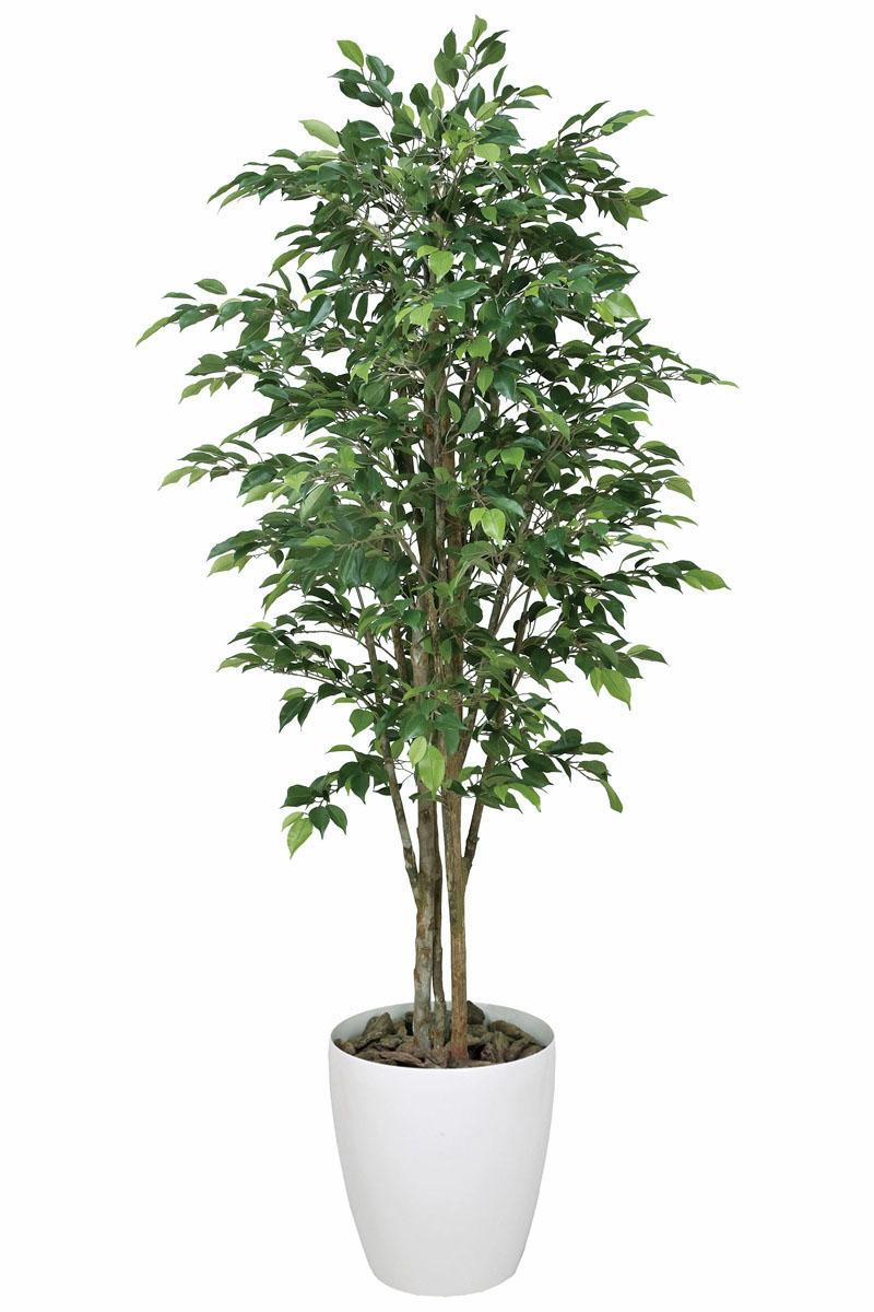光触媒 人工 観葉植物、ロイヤルベンジャミン 1.8m【インテリア