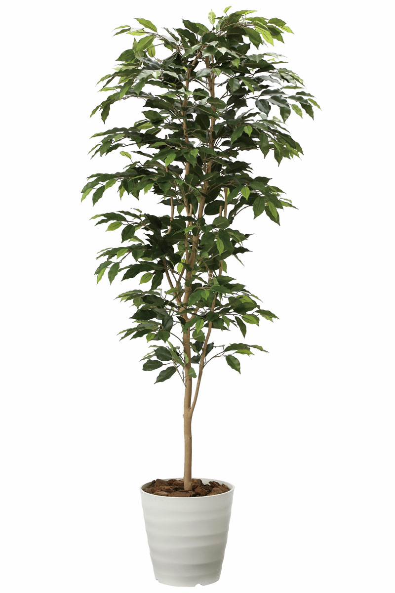 光触媒人工観葉植物、ベンジャミン1.8m