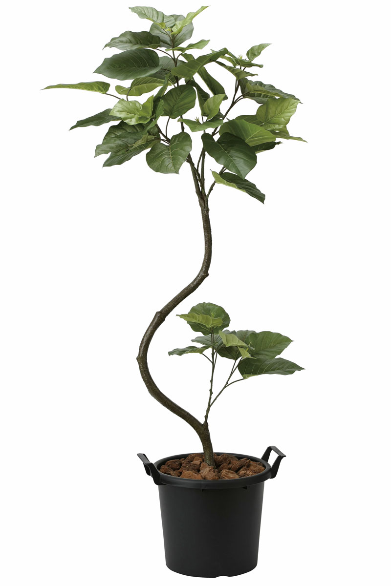 光触媒 観葉植物（人工観葉植物） インテリアウンベラータ1.65m