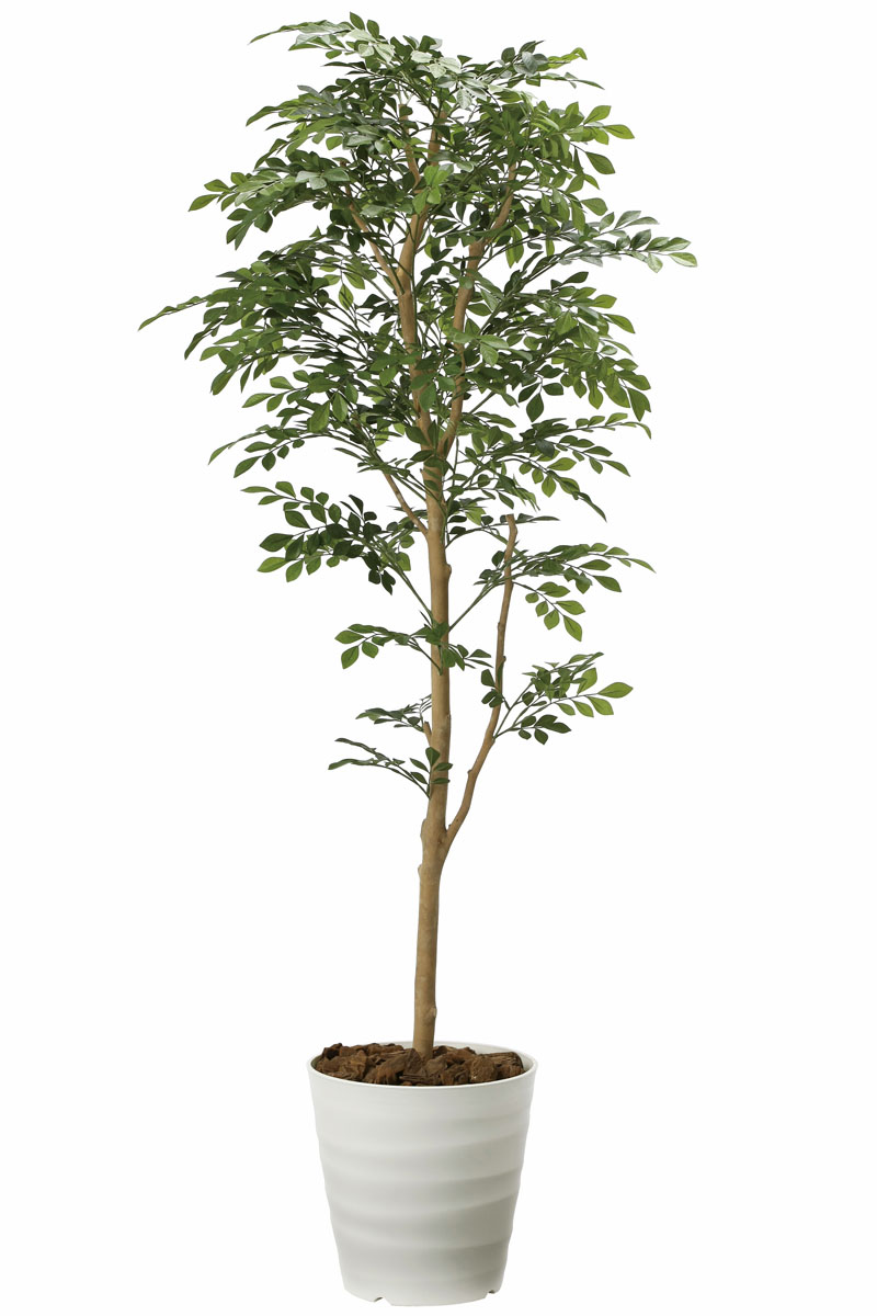 光触媒人工観葉植物、トネリコ1.6m