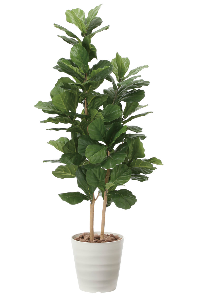 光触媒人工観葉植物、カシワバゴム1.6m