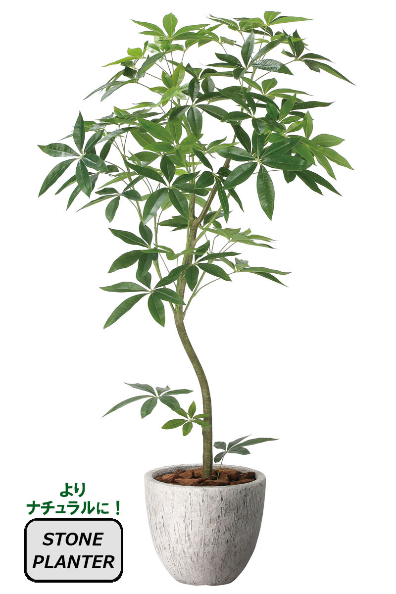 光触媒人工観葉植物、ナチュラルパキラ1.6m、ストーンプランター