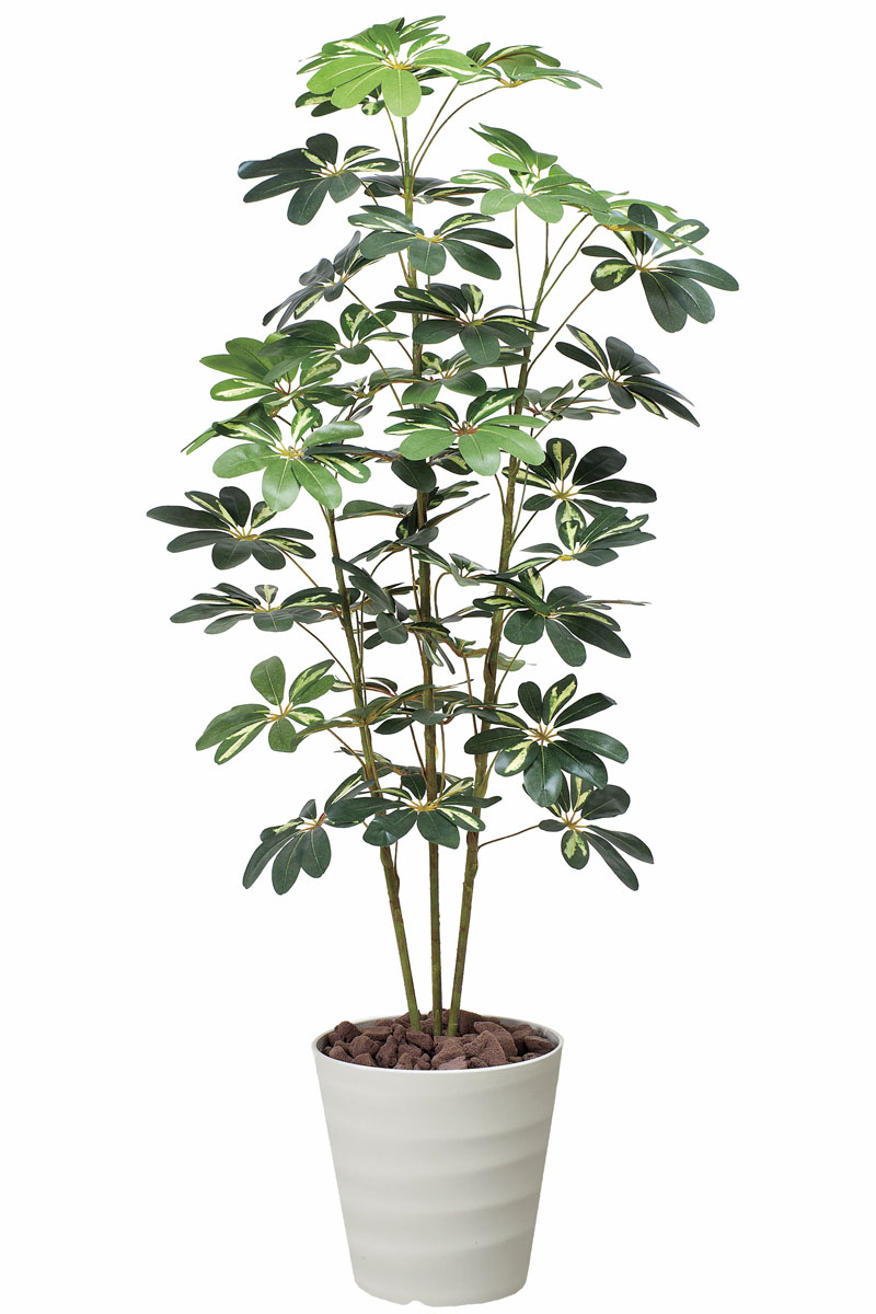 人工観葉植物 大型 フェイクグリーン 光触媒 観葉植物 カポック斑入り 
