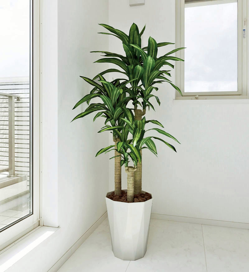 光触媒 人工観葉植物 大型 幸福の木1.6m (開店・開院・開業 お祝い用