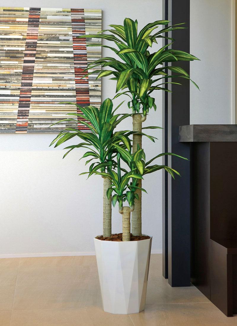 光触媒 観葉植物（人工観葉植物）大型 幸福の木1.6m (開店・開院・開業