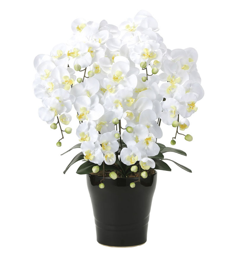 全国宅配無料 光触媒胡蝶蘭 造花の胡蝶蘭 光の楽園 キング胡蝶蘭７本立ｗ 早割クーポン Www Thedailyspud Com