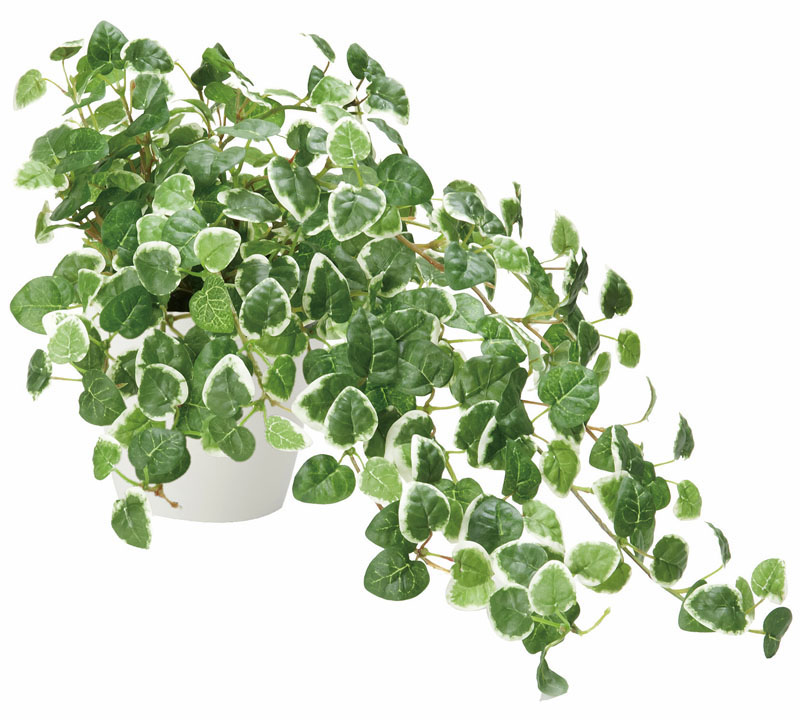 光触媒人工観葉植物、プミラ